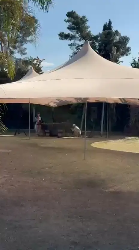 Video demostrativo de Carpa Estructural